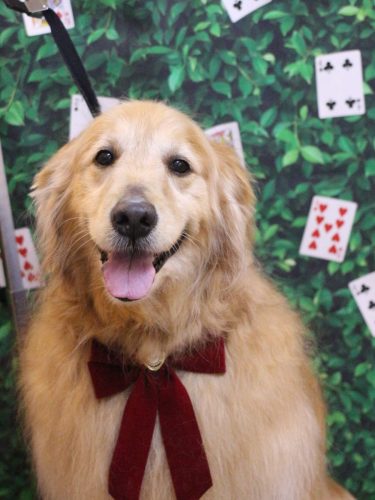 20250422Mickeyちゃん